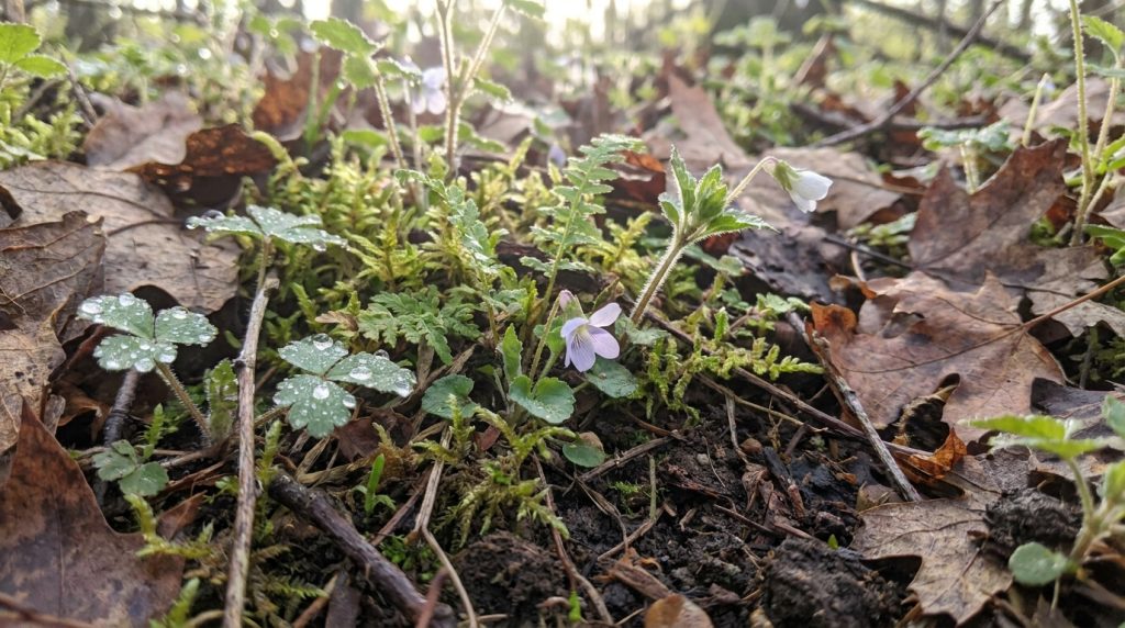 découvrez ces plantes méconnues des jardins et forêts, souvent piétinées sans connaître leur valeur écologique et médicinale précieuse.